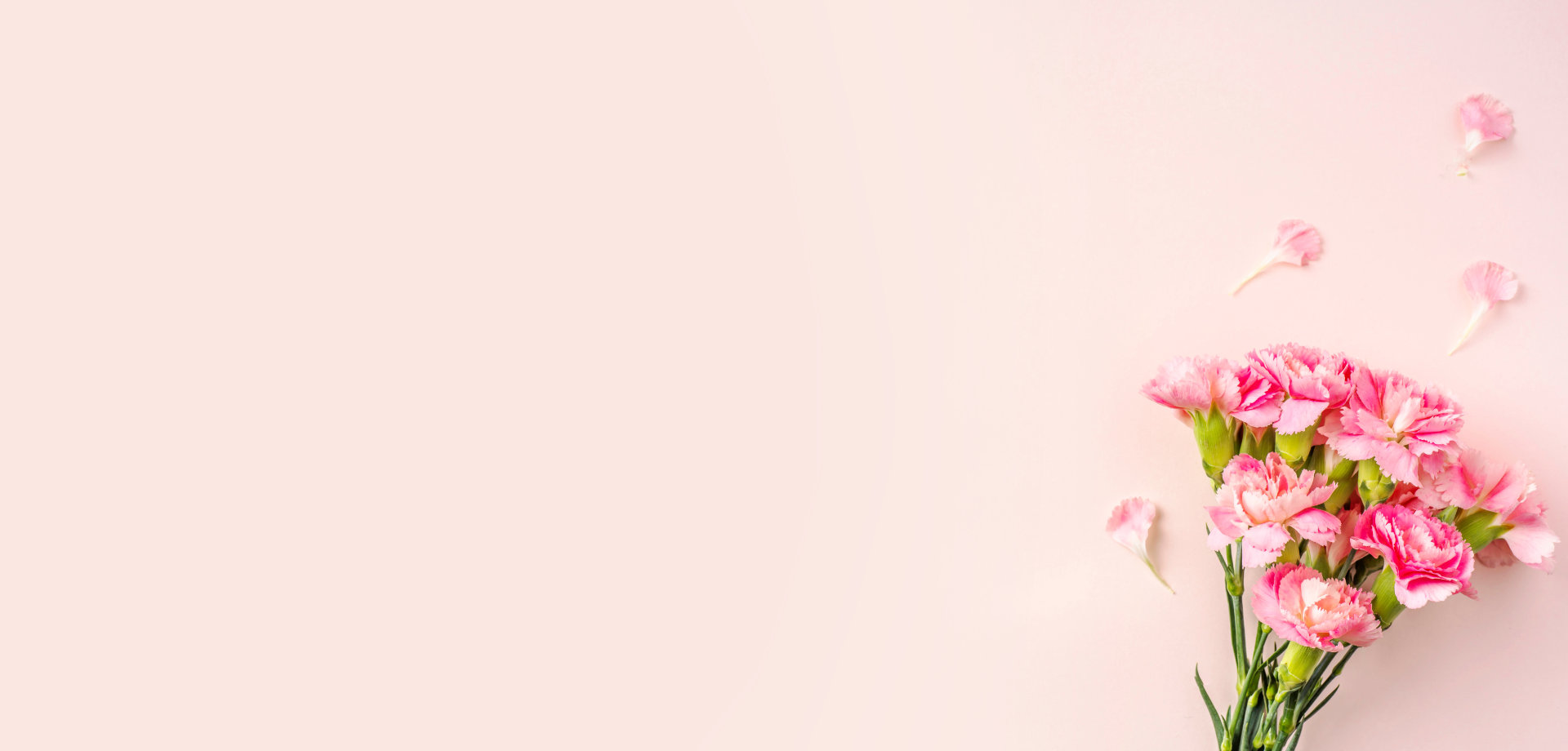 Design concept - top view of a bunch of carnation on pink background for mother day mockup